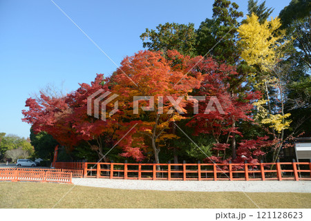 上賀茂神社 境内の紅葉 京都市北区 上賀茂神社 境内の紅葉 京都市北区 121128623