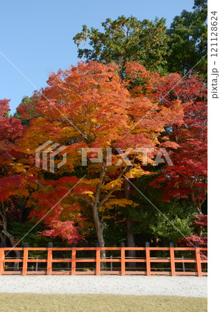 上賀茂神社　境内の紅葉　京都市北区 121128624
