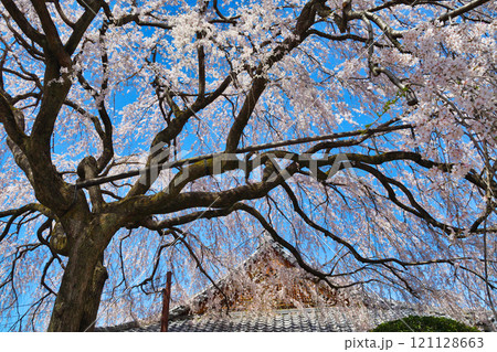 京都　本満寺の枝垂れ桜（京都府京都市上京区） 121128663