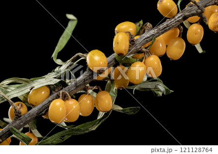 Sea Buckthorn Berries on Branch isolated on black background Sea Buckthorn Berries on Branch isolated on black background 121128764