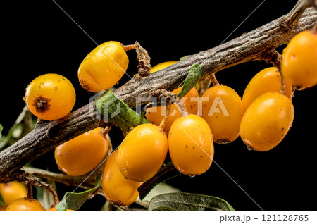 Sea Buckthorn Berries on Branch isolated on black background 121128765