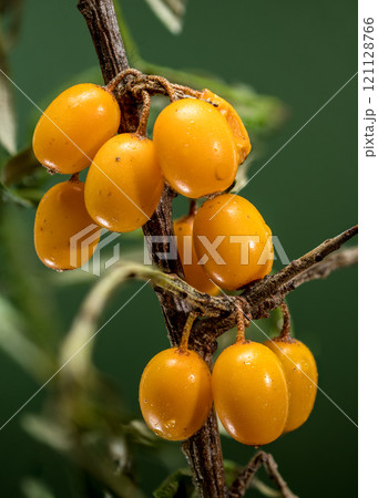 Sea Buckthorn Berries on Branch, green background Sea Buckthorn Berries on Branch, green background 121128766