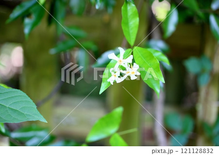 テイカカズラの花 テイカカズラの花 121128832