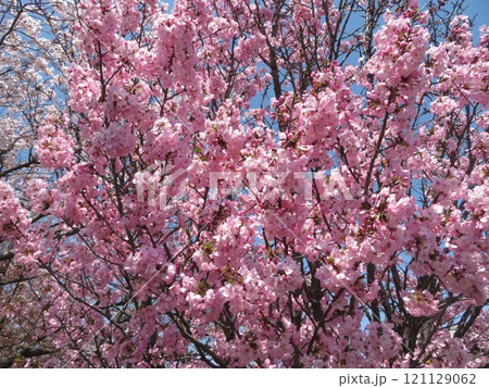 桜 121129062