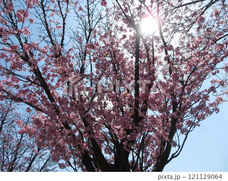 桜 青空 121129064