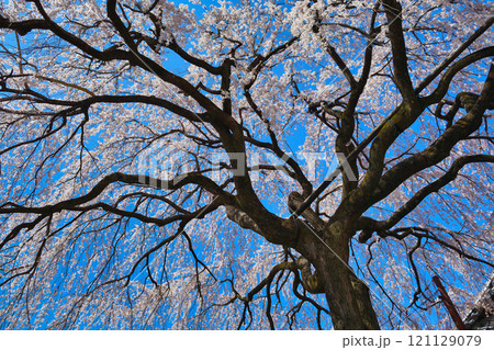 京都　本満寺の枝垂れ桜（京都府京都市上京区） 121129079