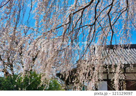 京都　本満寺の枝垂れ桜（京都府京都市上京区） 121129097
