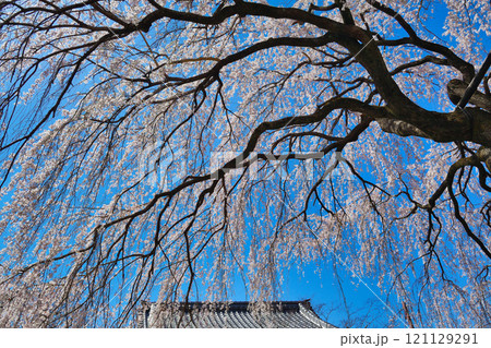 京都 本満寺の枝垂れ桜(京都府京都市上京区) 京都 本満寺の枝垂れ桜(京都府京都市上京区) 121129291