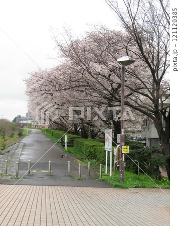 桜並木 桜並木 121129385