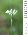 可憐な韮の花 121129518