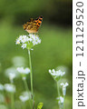 韮の花とキタテハ 121129520