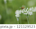 韮の花とミツバチ 121129523