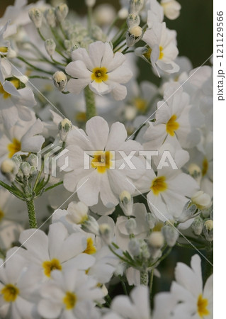 雲南桜草の花 雲南桜草の花 121129566