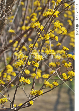 黄色いサンシュユの花（春、三月） 121129583