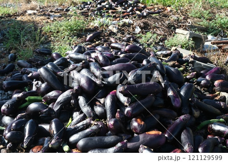 廃棄された茄子 121129599