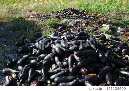 廃棄された茄子 廃棄された茄子 121129600