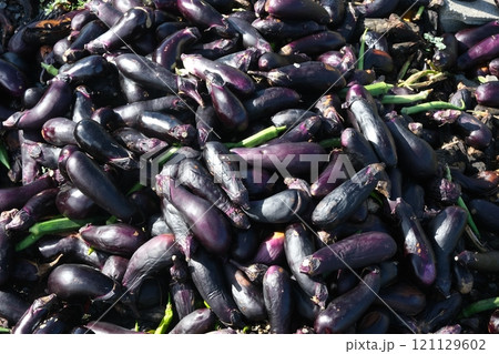廃棄された茄子 廃棄された茄子 121129602