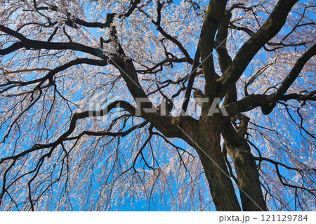 京都　本満寺の枝垂れ桜（京都府京都市上京区） 121129784