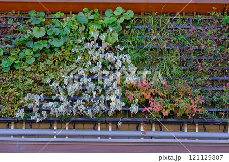 窓の秋のグリーンカーテン 121129807