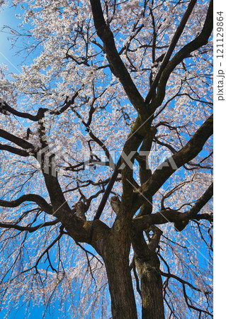 京都　本満寺の枝垂れ桜（京都府京都市上京区） 121129864