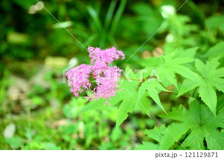 キョウガノコの花 121129871