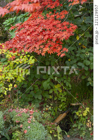 秋の京都　詩仙堂　紅葉に包まれた鹿おどし 121129957