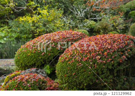 秋の京都　詩仙堂の庭園「百花塢」　刈り込みに落ちたもみじの葉 121129962