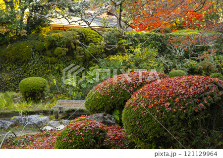 秋の京都　詩仙堂の庭園「百花塢」　刈り込みに落ちたもみじの葉 121129964