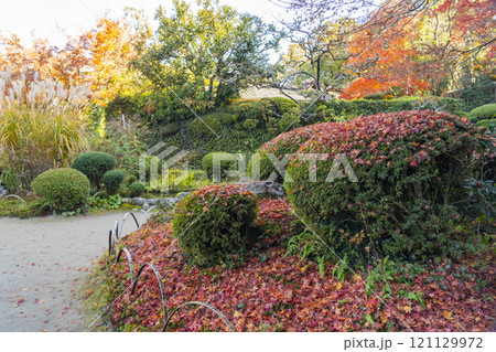 秋の京都 詩仙堂の庭園「百花塢」 刈り込みに落ちたもみじの葉 秋の京都 詩仙堂の庭園「百花塢」 刈り込みに落ちたもみじの葉 121129972