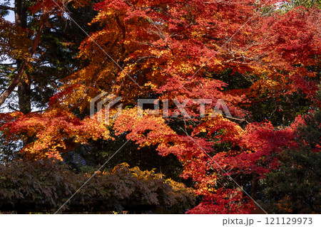 秋の京都　詩仙堂の庭園「百花塢」　真っ赤に色づいたモミジの葉 121129973