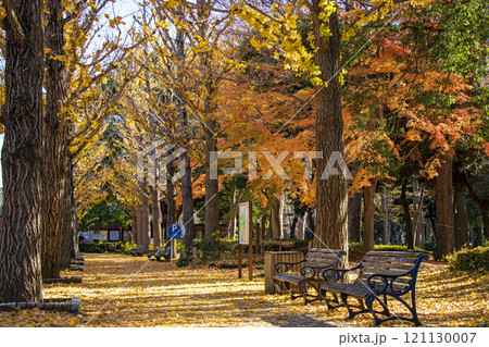 黄葉した銀杏並木が美しいつくば市の洞峰公園 黄葉した銀杏並木が美しいつくば市の洞峰公園 121130007