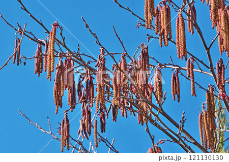 ヤマハンノキの雄花序(春、三月) ヤマハンノキの雄花序(春、三月) 121130130