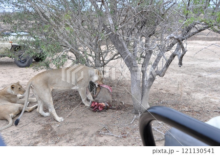 ゲームドライブ中に遭遇した獲物を食べるライオン 121130541