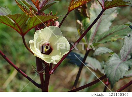 赤いオクラの花が咲いた様子 赤いオクラの花が咲いた様子 121130563