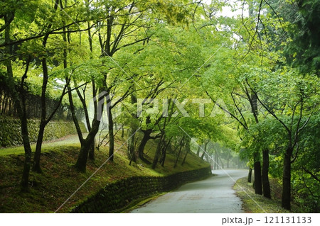 妙見山　新緑の参道 121131133