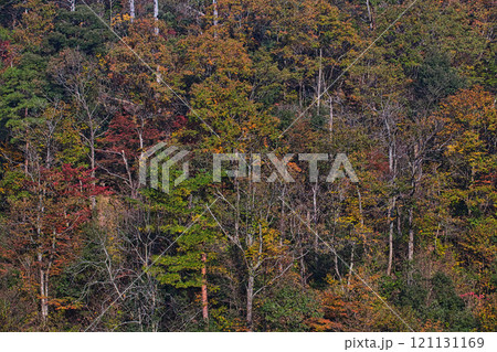 紅葉に包まれた龍ヶ鼻ダム 121131169