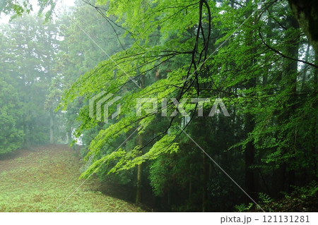 妙見山 雨に濡れた新緑 妙見山 雨に濡れた新緑 121131281