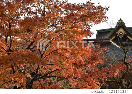 秋の天神さん　雨あがりのモミジと三光門【重要文化財】 121131334
