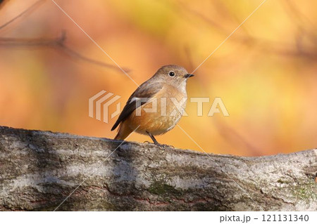 オレンジ色に包まれるジョウビタキ オレンジ色に包まれるジョウビタキ 121131340