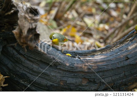 木の上のソウシチョウ 121131424