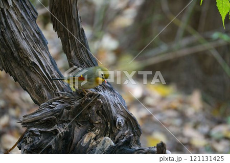 枯れ木で遊ぶソウシチョウ 121131425
