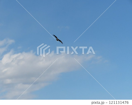 鳥 空 鳥 空 121131476