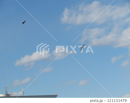 鳥 空 121131479