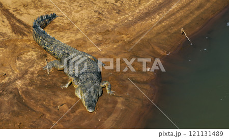 Drone shot of a wild saltwater crocodile resting on Fitrzroy river Drone shot of a wild saltwater crocodile resting on Fitrzroy river 121131489