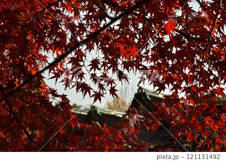 北野天満宮 真っ赤なモミジに包まれる御本殿【国宝】 北野天満宮 真っ赤なモミジに包まれる御本殿【国宝】 121131492