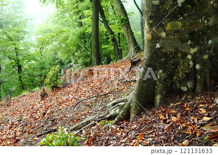 ブナの木の根 ブナの木の根 121131633