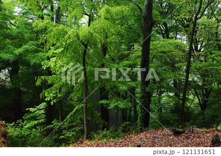 妙見山 新緑の森 妙見山 新緑の森 121131651