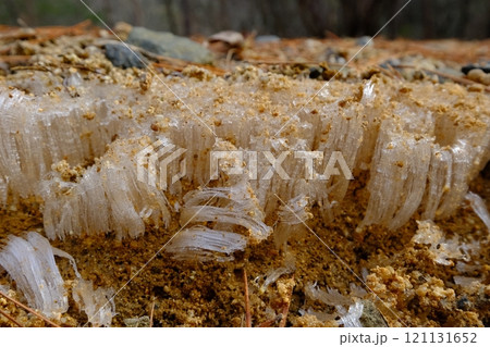 森の霜柱 森の霜柱 121131652