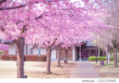 栃木県宇都宮市 宇都宮城址公園の河津桜とハクモクレン 栃木県宇都宮市 宇都宮城址公園の河津桜とハクモクレン 121131685