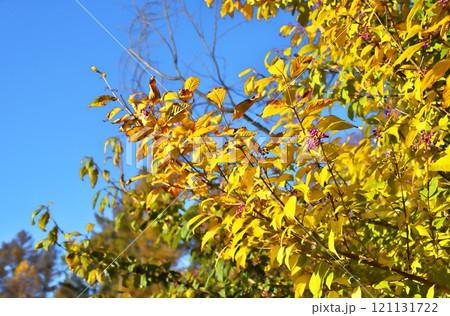 ムラサキシキブ　木の実 121131722